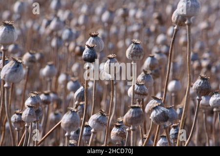 Allevamento di oppio in Tasmania Foto Stock