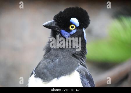 Peluche Crested Jay faccia in primo piano Foto Stock