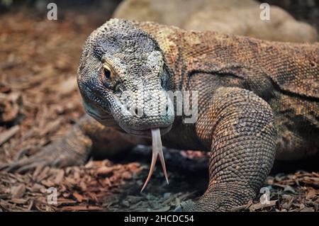 Komodo Dragon - posto, lingua fuori Foto Stock