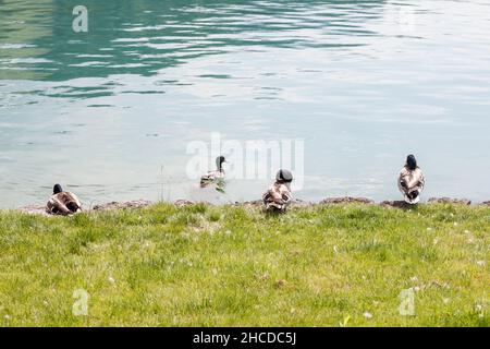 Foto di quattro anatre di mallardo maschio in piedi dal lago di Bled, in Slovenia. Il mallardo è un'anatra che si abbra in tutto il temperato e subtrop Foto Stock