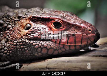 Red Caiman Lizard faccia in primo piano Foto Stock