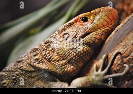 Red Caiman Lizard faccia in primo piano Foto Stock