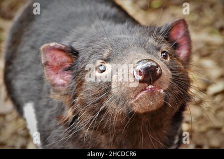 Il diavolo della Tasmania faccia in primo piano Foto Stock