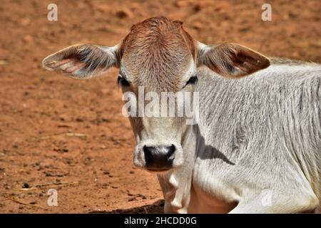 Zebu Cow faccia in primo piano Foto Stock
