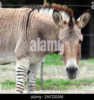 Zonkey mangiare erba, faccia in primo piano Foto Stock