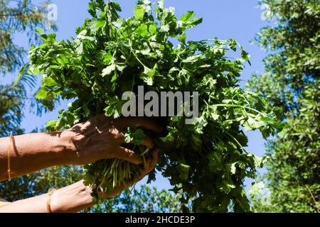 Mazzo fresco di foglie di coriandolo appena raccolte, Female che tiene coriandolo biologico di produzione propria Dhaniya mazzo di foglie con fondo cielo. Foto Stock