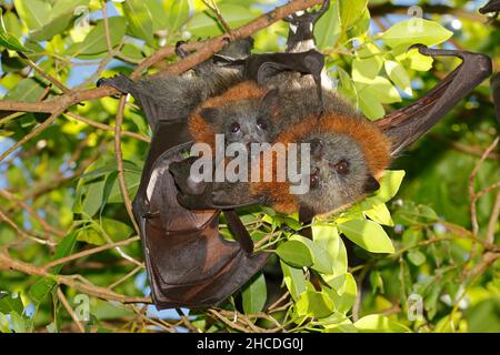 Volpi volanti a testa grigia, Pteropus poliocephalus. C'è un bambino che si posa sul pancino della madre. Questi pipistrelli sono endemici per l'Australia orientale Foto Stock