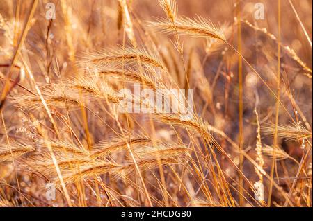 Primo piano delle piante native nel sud-est degli Stati Uniti durante l'ora d'oro a fine novembre. Foto Stock