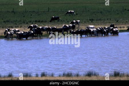 BRANCO DI VACCHE DA LATTE HOLSTEIN-FRIESIAN SUL BORDO E NEL DRENINO DI UNA PROPRIETÀ RURALE Nel NEW SOUTH WALES, AUSTRALIA. Foto Stock