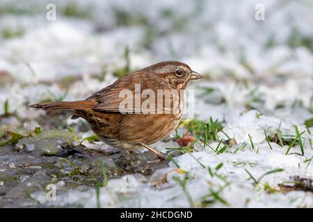Canzone Sparrow (Melospiza melodia) una canzone comune uccello primo piano in Canada nella neve Foto Stock