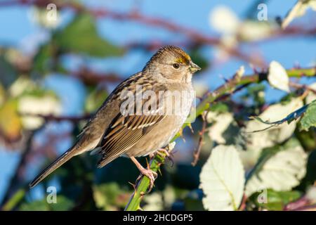 Passero coronato d'oro (Zonotrichia atricapilla) un nuovo passero del mondo seduto sulla neve. Foto Stock