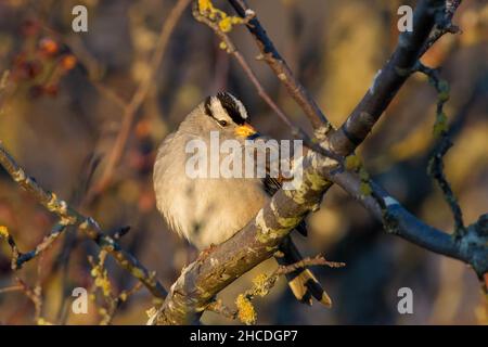 Sparrow incoronato bianco (Zonotrichia leucofrys) da vicino negli alberi al tramonto in Canada. Foto Stock