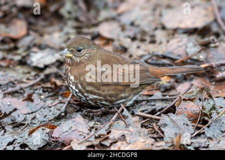 Volpe Sparrow Sooty (Passerella iliaca) un nuovo mondo passero da vicino in Canada sul terreno Foto Stock