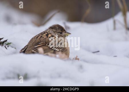 Passero coronato d'oro (Zonotrichia atricapilla) un nuovo passero del mondo seduto sulla neve. Foto Stock