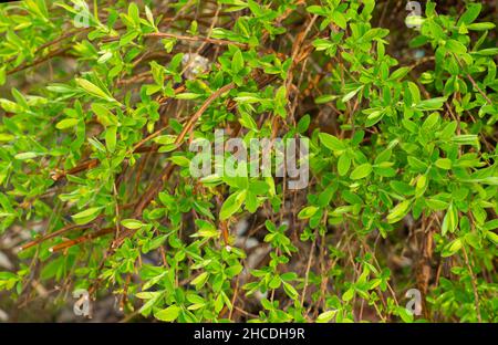 Sfondi primaverili. Giovane verde piccole foglie succose sui rami. Foto Stock