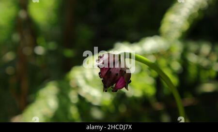 Primo piano di un fiore orchidea macinato di colore viola fiorito con un sacco di formiche pelose che camminano sopra di esso Foto Stock