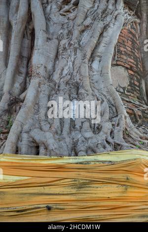 Ayutthaya, THAILANDIA - 4 dicembre 2021: Faccia della Statua del buddha in albero bodhi a Wat NAPHRA MERU questo tempio è molto famoso per il turista a Provin Foto Stock