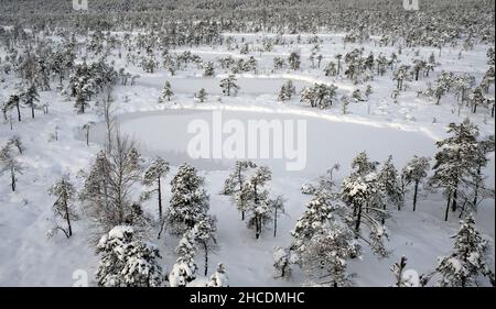 Paesaggio innevato della grande Ķemeri Raised Bog nel Parco Nazionale di Kemeru Lettonia Foto Stock