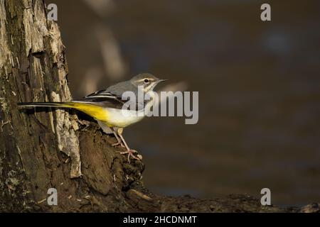 Vagone grigio seduto sul tronco accanto all'acqua con copyspace Foto Stock