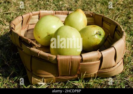 Frutta indiana fresca e biologica chiamata Jujube verde o jujube mela o mela Ber. Verde indiano jujuba prugne basket borano in erba fattoria all'aperto saccheggiato Foto Stock