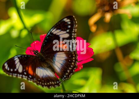 Una farfalla in una combinazione di nero, marrone, e bianco sta cercando miele e perches su un fiore rosso di zinnia su uno sfondo verde sfocato fogliame, Foto Stock