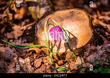 La testa del serpente o il fiore degli scacchi - Fritillaria meleagris è una specie in pericolo di fioritura della famiglia dei giglio fondata sul pla occidentale Foto Stock