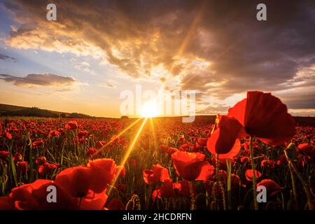 Selvaggio, campo rosso di papaveri (Papaver roeas) su uno sfondo drammatico tramonto. Photo taken in 28th of May 2020, on a field near Timisoara, Timis co Foto Stock