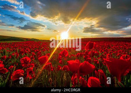 Selvaggio, campo rosso di papaveri (Papaver roeas) su uno sfondo drammatico tramonto. Photo taken in 28th of May 2020, on a field near Timisoara, Timis co Foto Stock