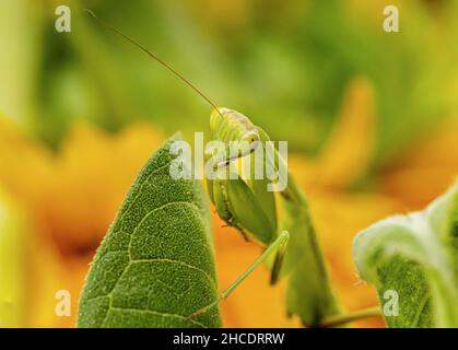 Il mantis verde europeo o Mantis religiosa caccia in un bouquet di girasole. Photo taken on 5th of September 2021 near Timisoara, Timis County, Roman Foto Stock