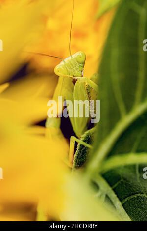 Il mantis verde europeo o Mantis religiosa caccia in un bouquet di girasole. Photo taken on 5th of September 2021 near Timisoara, Timis County, Roman Foto Stock