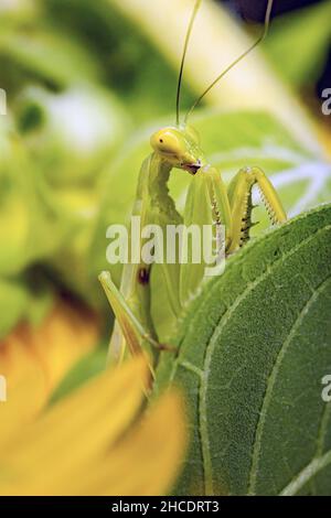 Il mantis verde europeo o Mantis religiosa caccia in un bouquet di girasole. Photo taken on 5th of September 2021 near Timisoara, Timis County, Roman Foto Stock