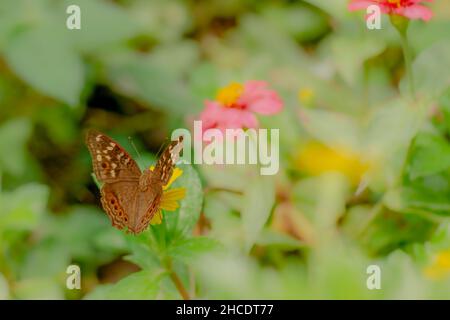 Una farfalla marrone in cerca di miele e arroccato su un giallo crepitoio fiore sfumato verde fogliame sfondo, natura concetto Foto Stock