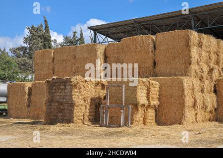 Balle di paglia in storage in un caseificio. Fotografato a Kibbutz Harduf, della Galilea, Israele Foto Stock