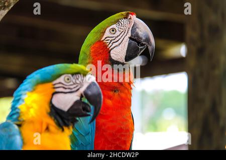 Primo piano dei due macaws. Macaw Harlequin, macaw blu e giallo. Foto Stock