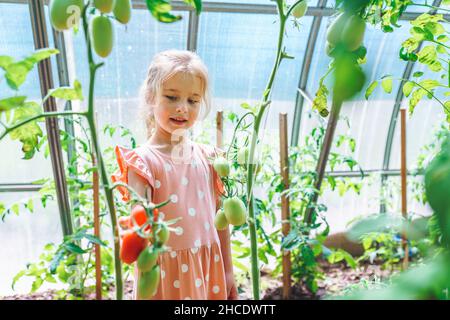 Bella bambina con occhi blu in abito rosa polka-dot toccare pomodoro rosso sulla pianta in serra. Vendemmia dieta vegetariana, stile di vita sano, biologico Foto Stock