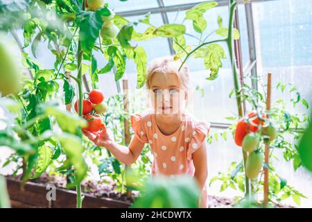 Bella bambina con occhi blu in abito rosa polka-dot tenere pomodoro rosso sulla pianta in serra. Vendemmia dieta vegetariana, stile di vita sano, biologico Foto Stock