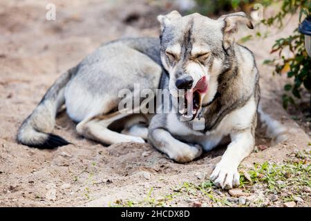 Un cane pigro giacenti in cantiere Foto Stock