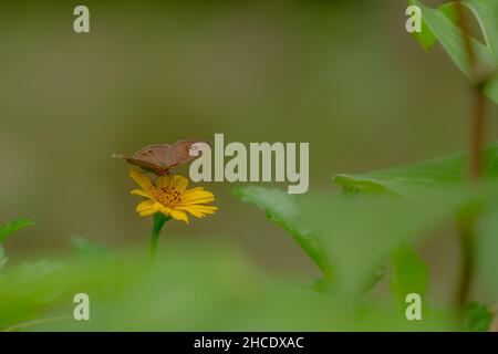 Una farfalla marrone in cerca di miele e arroccato su un giallo crepitoio fiore sfumato verde fogliame sfondo, natura concetto Foto Stock