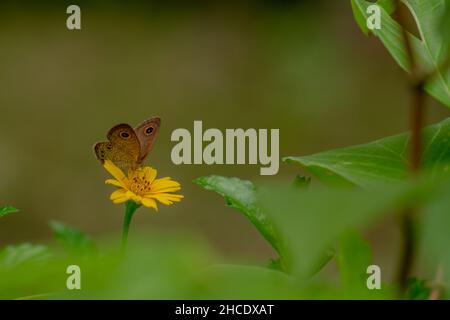 Una farfalla marrone in cerca di miele e arroccato su un giallo crepitoio fiore sfumato verde fogliame sfondo, natura concetto Foto Stock