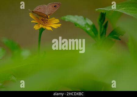 Una farfalla marrone in cerca di miele e arroccato su un giallo crepitoio fiore sfumato verde fogliame sfondo, natura concetto Foto Stock