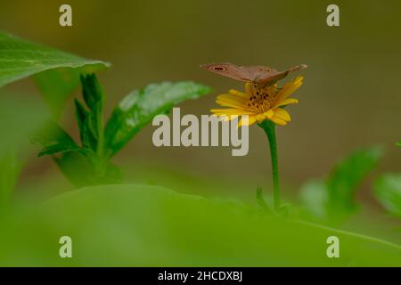 Una farfalla marrone in cerca di miele e arroccato su un giallo crepitoio fiore sfumato verde fogliame sfondo, natura concetto Foto Stock