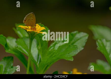 Una farfalla marrone in cerca di miele e arroccato su un giallo crepitoio fiore sfumato verde fogliame sfondo, natura concetto Foto Stock