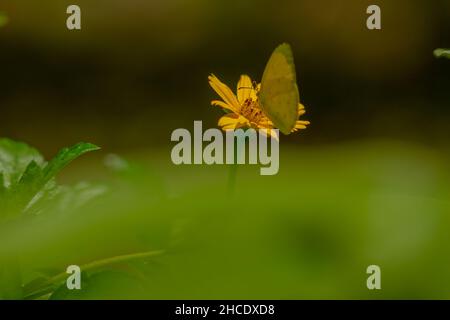 Una farfalla marrone in cerca di miele e arroccato su un giallo crepitoio fiore sfumato verde fogliame sfondo, natura concetto Foto Stock