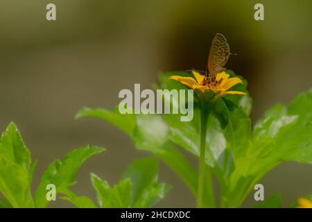 Una farfalla marrone in cerca di miele e arroccato su un giallo crepitoio fiore sfumato verde fogliame sfondo, natura concetto Foto Stock