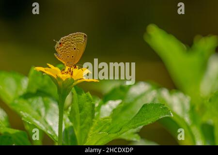 Una farfalla marrone in cerca di miele e arroccato su un giallo crepitoio fiore sfumato verde fogliame sfondo, natura concetto Foto Stock