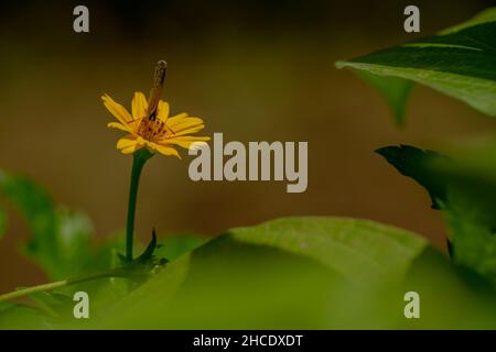 Una farfalla marrone in cerca di miele e arroccato su un giallo crepitoio fiore sfumato verde fogliame sfondo, natura concetto Foto Stock