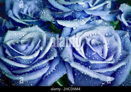 romantiche rose blu con gocce d'acqua Foto Stock