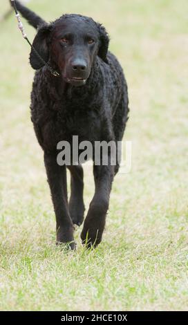 Retriever ricurlato a metà strada con gamba sollevata in uno spettacolo di cani a New York Foto Stock