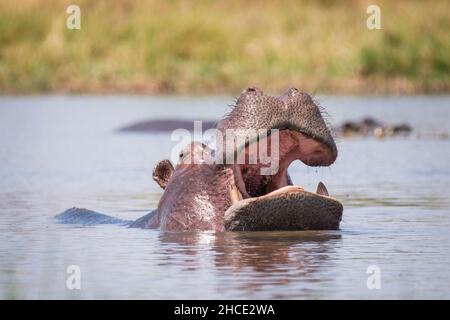 Ippopotamo (Hippopotamus amphibius) faccia, bocca aperta. Hippopotamus bocca aperta. South Luangwa National Park, Zambia, Africa Foto Stock