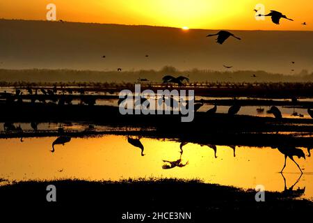 Gru comune (grus grus) profilarsi all'alba. Fotografato nella Valle di Hula, Israele, nel mese di gennaio Foto Stock